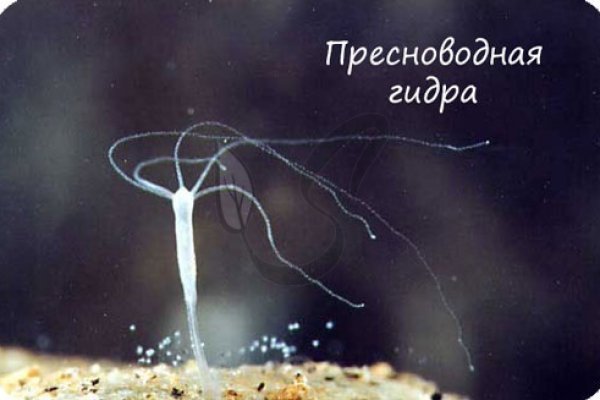 Ссылка на кракен тг