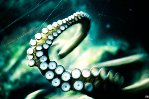 Kraken ссылка актуальная москва